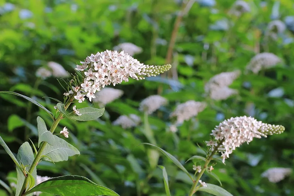 Kelet-ázsiai lizinka / Lysimachia clethroides