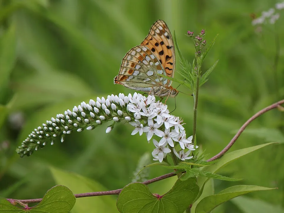 Kelet-ázsiai lizinka / Lysimachia clethroides
