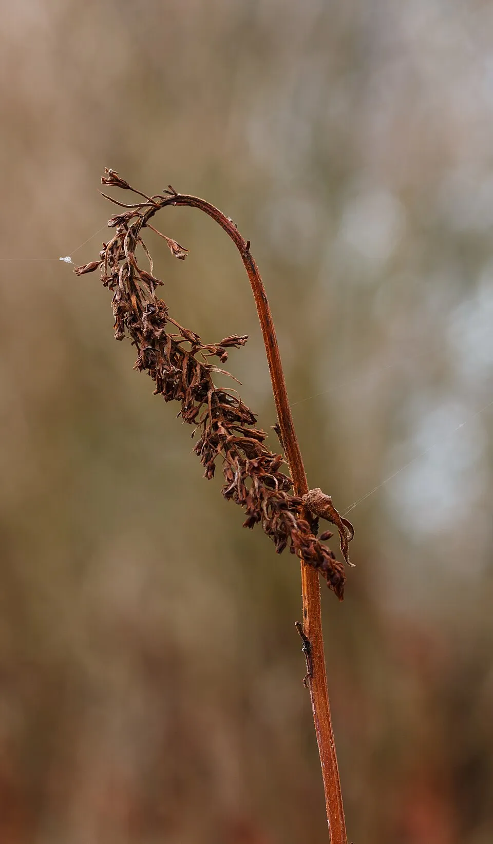 Kelet-ázsiai lizinka / Lysimachia clethroides