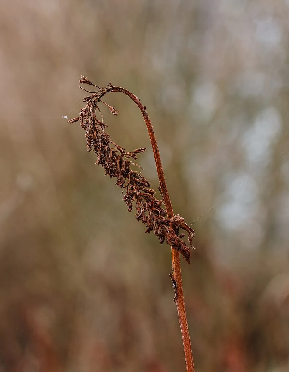 Kelet-ázsiai lizinka / Lysimachia clethroides