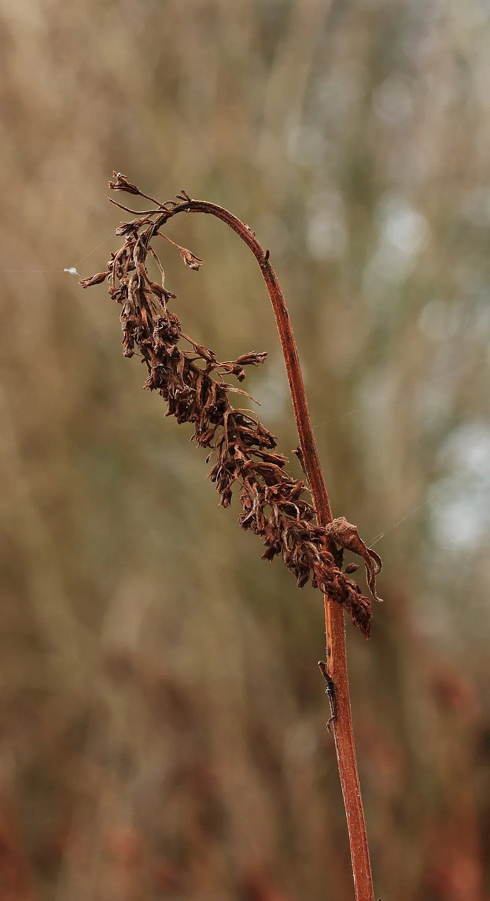 Kelet-ázsiai lizinka / Lysimachia clethroides