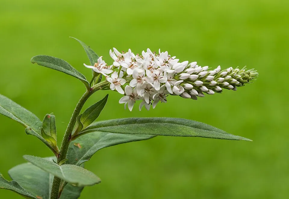 Kelet-ázsiai lizinka / Lysimachia clethroides