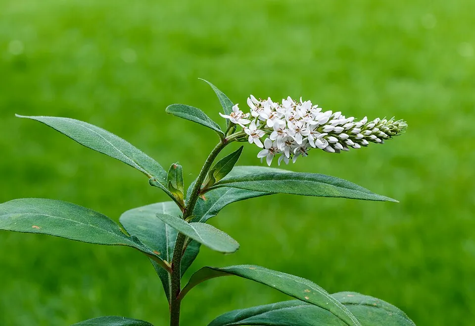 Kelet-ázsiai lizinka / Lysimachia clethroides