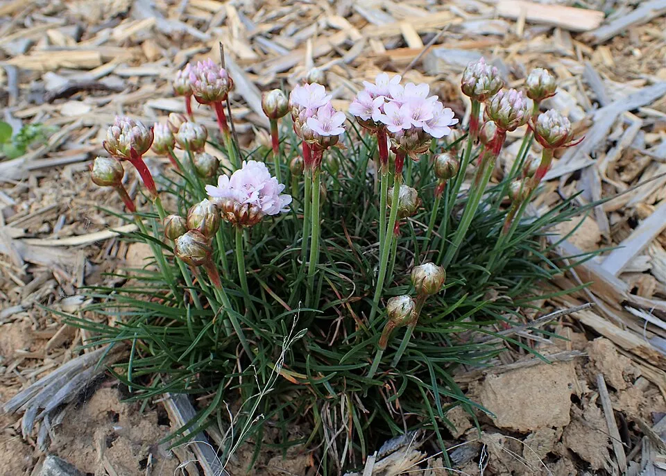 Tengerparti pázsitszegfű / Armeria maritima 'Armada Rose'