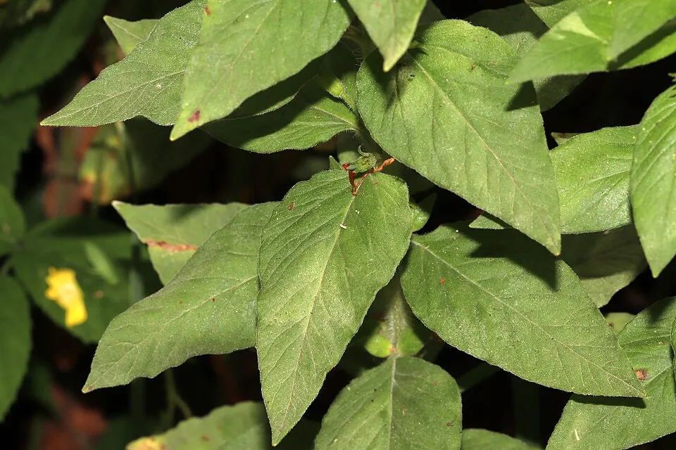 Pettyegetett lizinka / Lysimachia punctata