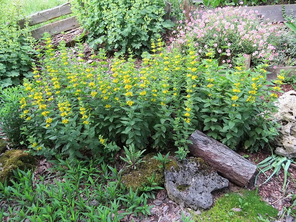 Pettyegetett lizinka / Lysimachia punctata