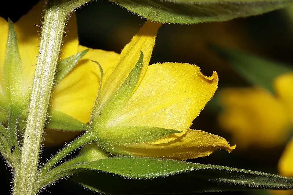 Pettyegetett lizinka / Lysimachia punctata