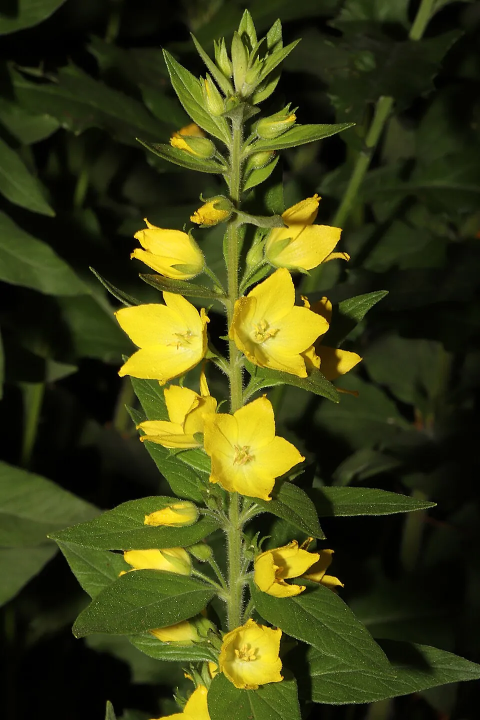 Pettyegetett lizinka / Lysimachia punctata