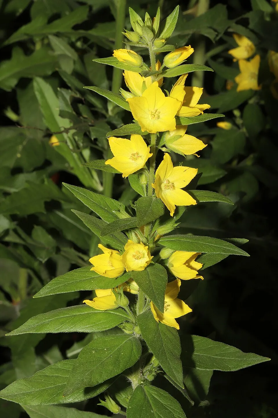 Pettyegetett lizinka / Lysimachia punctata 'Hometown Hero'