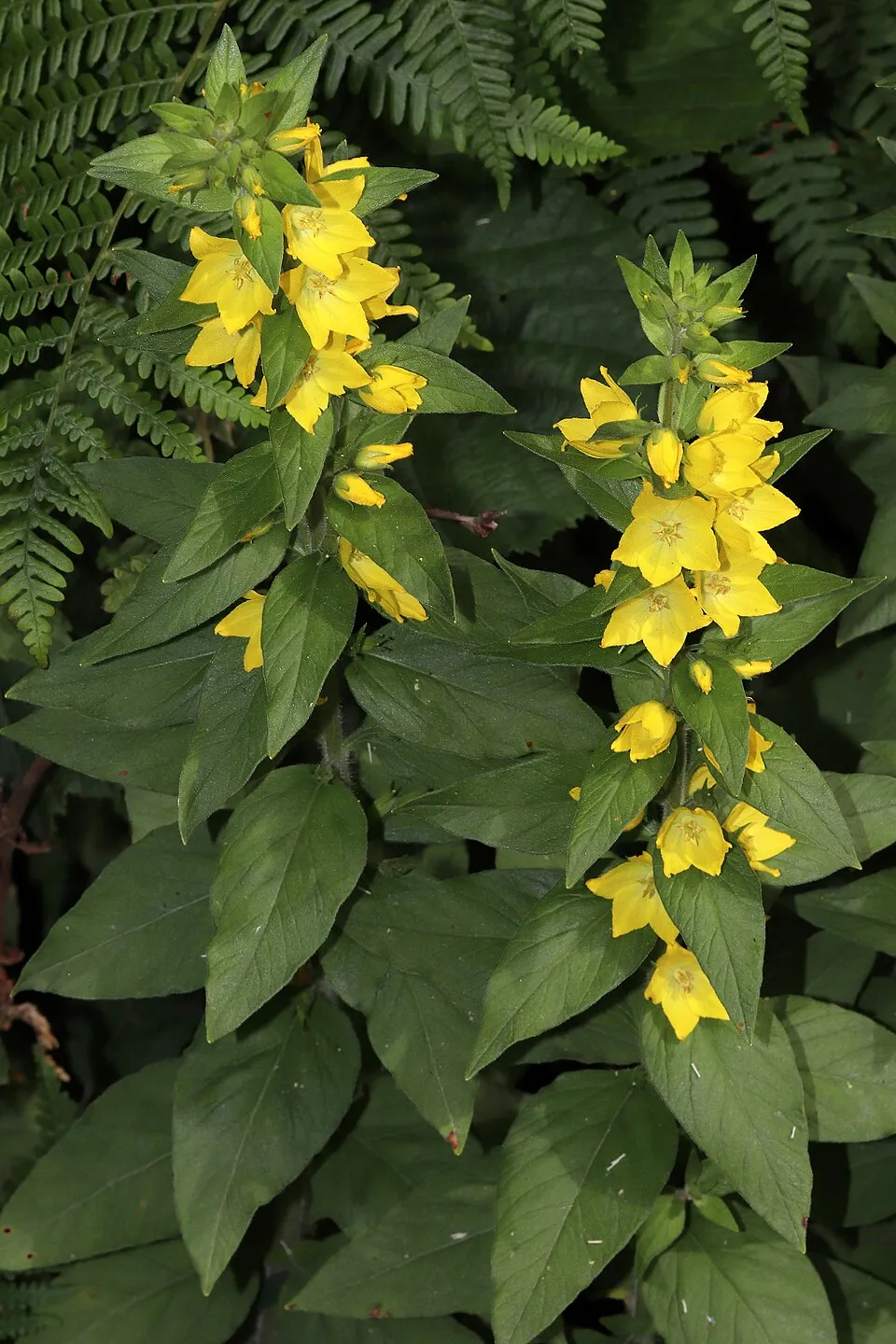 Pettyegetett lizinka / Lysimachia punctata 'Hometown Hero'