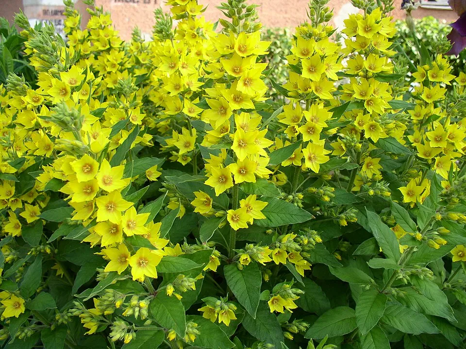 Pettyegetett lizinka / Lysimachia punctata 'Hometown Hero'
