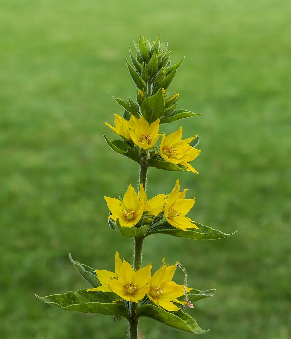 Pettyegetett lizinka / Lysimachia punctata 'Hometown Hero'