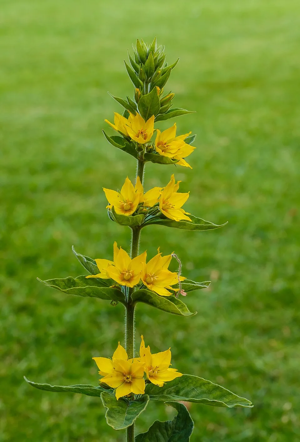 Pettyegetett lizinka / Lysimachia punctata 'Hometown Hero'