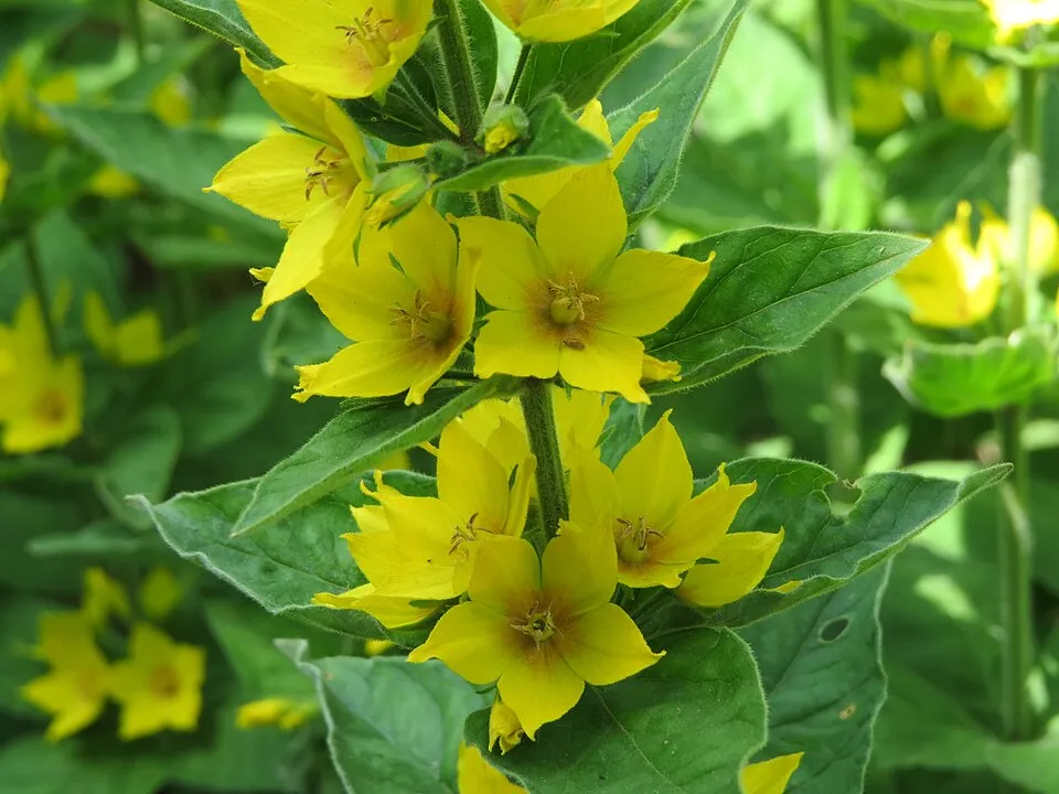 Pettyegetett lizinka / Lysimachia punctata 'Hometown Hero'