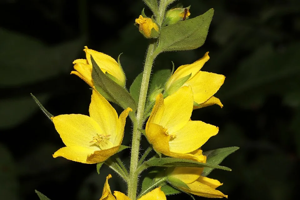 Pettyegetett lizinka / Lysimachia punctata 'Hometown Hero'