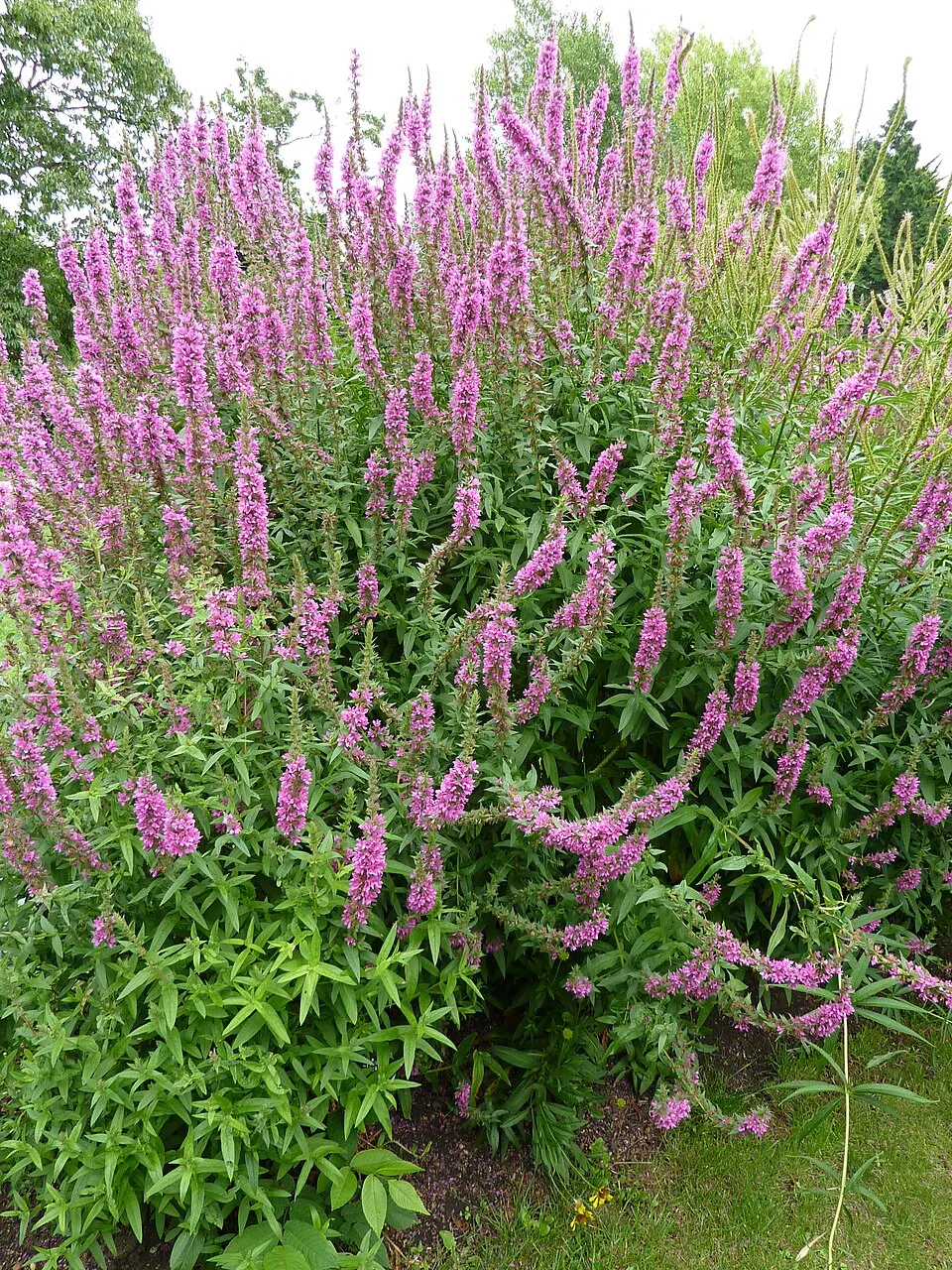 Réti füzény / Lythrum salicaria 'Feuerkerze'