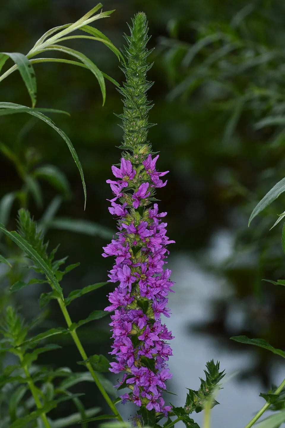 Réti füzény / Lythrum salicaria 'Lady Sackville'