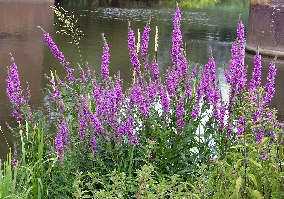 Réti füzény / Lythrum salicaria 'JS Pink Tails'