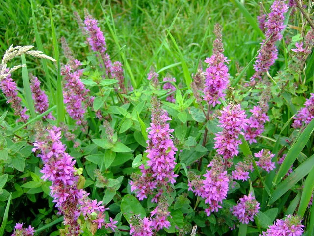 Réti füzény / Lythrum salicaria 'JS Pink Tails'