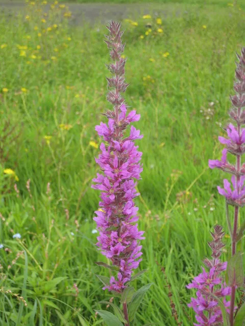 Réti füzény / Lythrum salicaria 'JS Pink Tails'