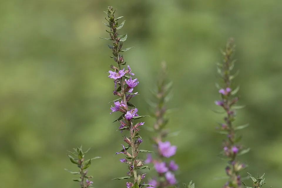 Réti füzény / Lythrum salicaria 'JS Pink Tails'