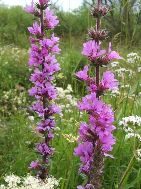 Réti füzény / Lythrum salicaria 'Stichflamme'