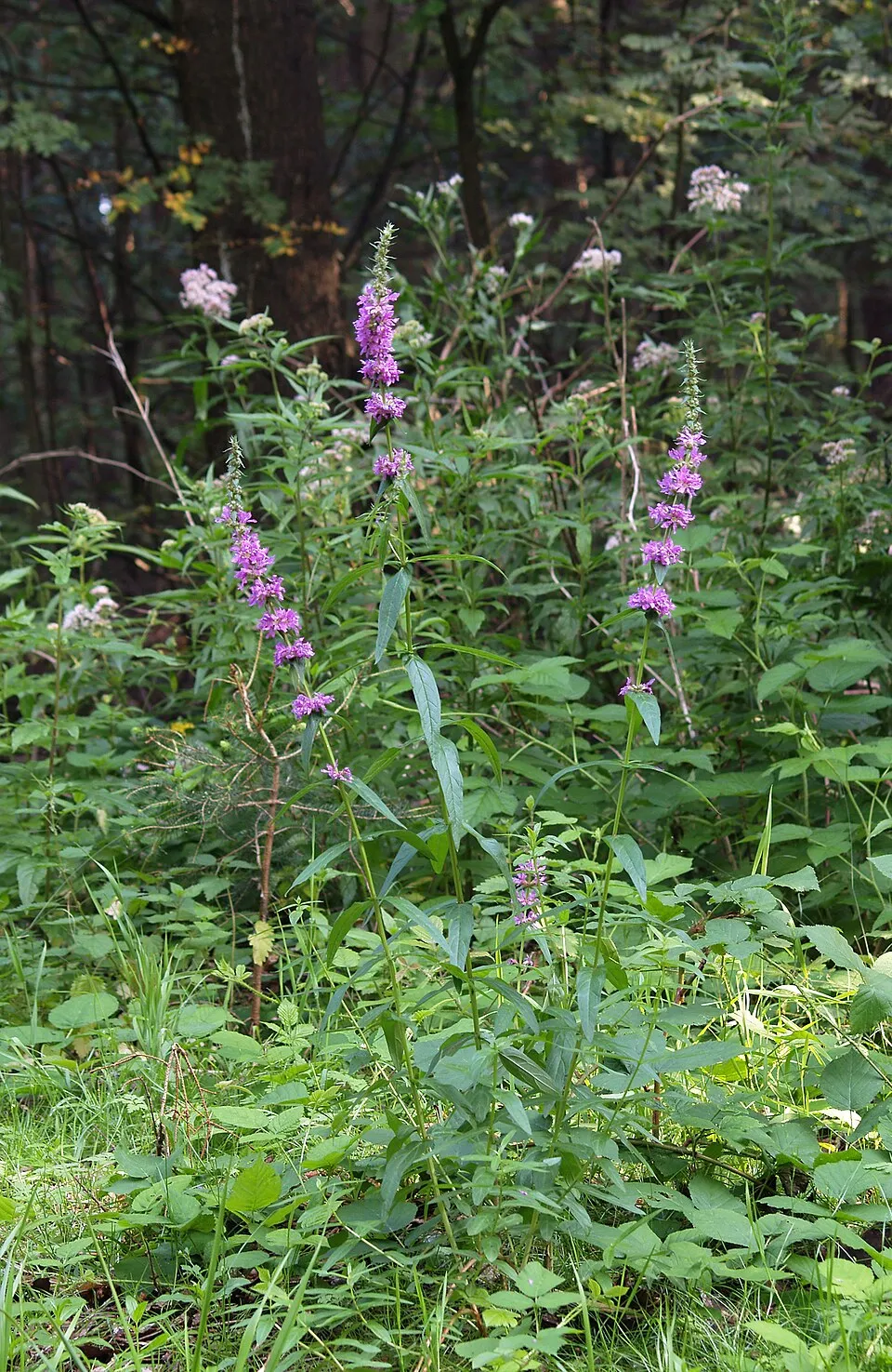 Réti füzény / Lythrum salicaria 'Stichflamme'