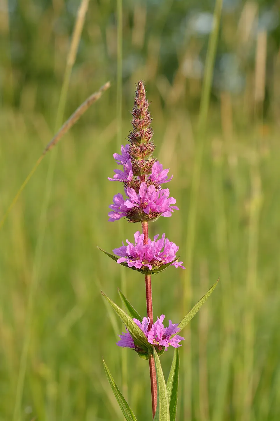 Réti füzény / Lythrum salicaria 'Stichflamme'
