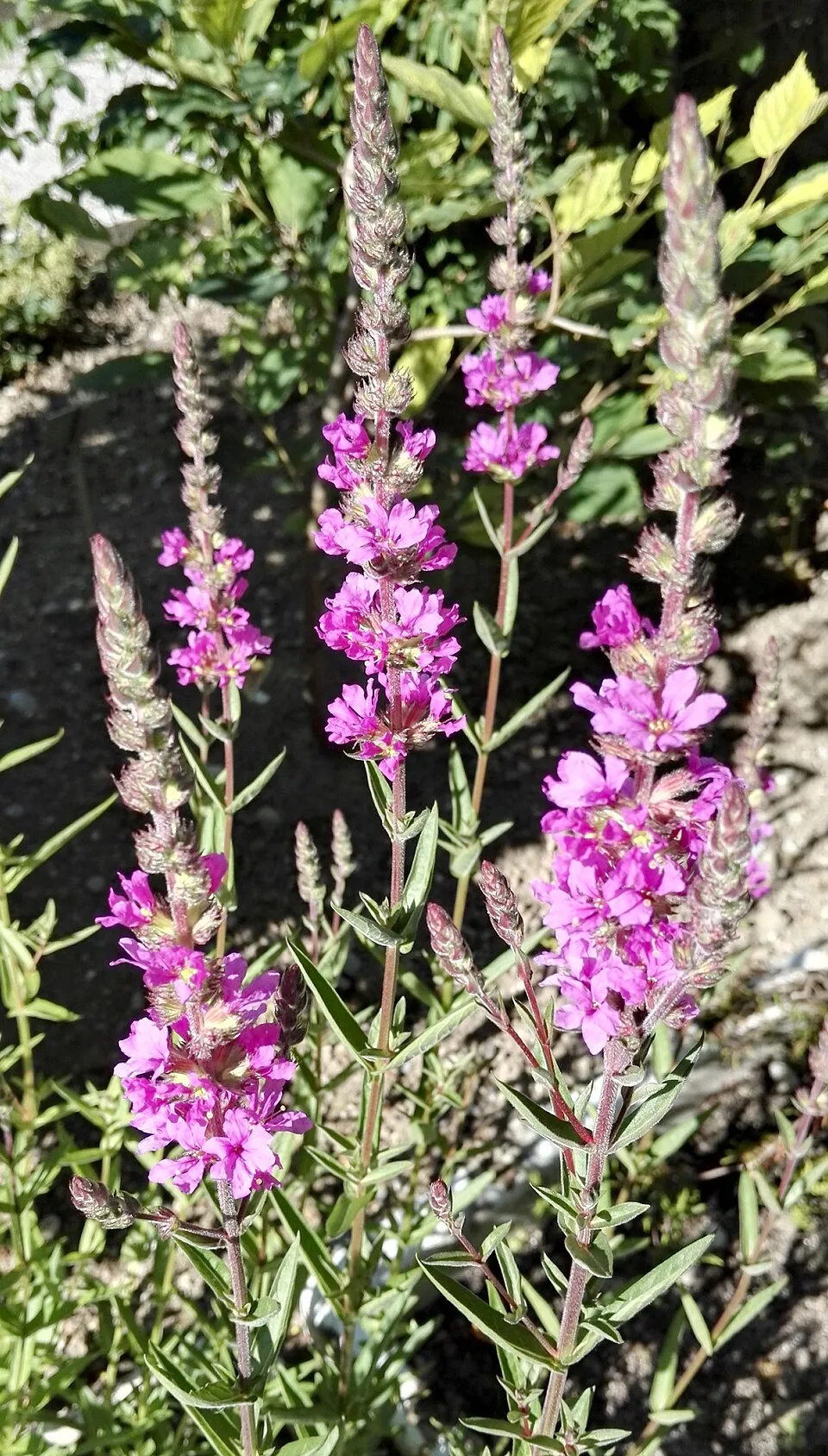 Réti füzény / Lythrum salicaria 'Zigeunerblut'