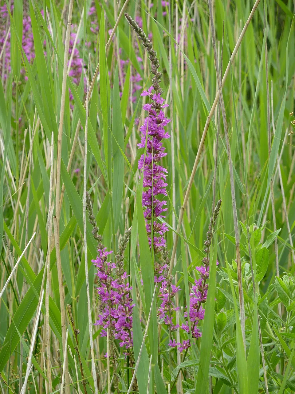 Réti füzény / Lythrum salicaria 'Zigeunerblut'