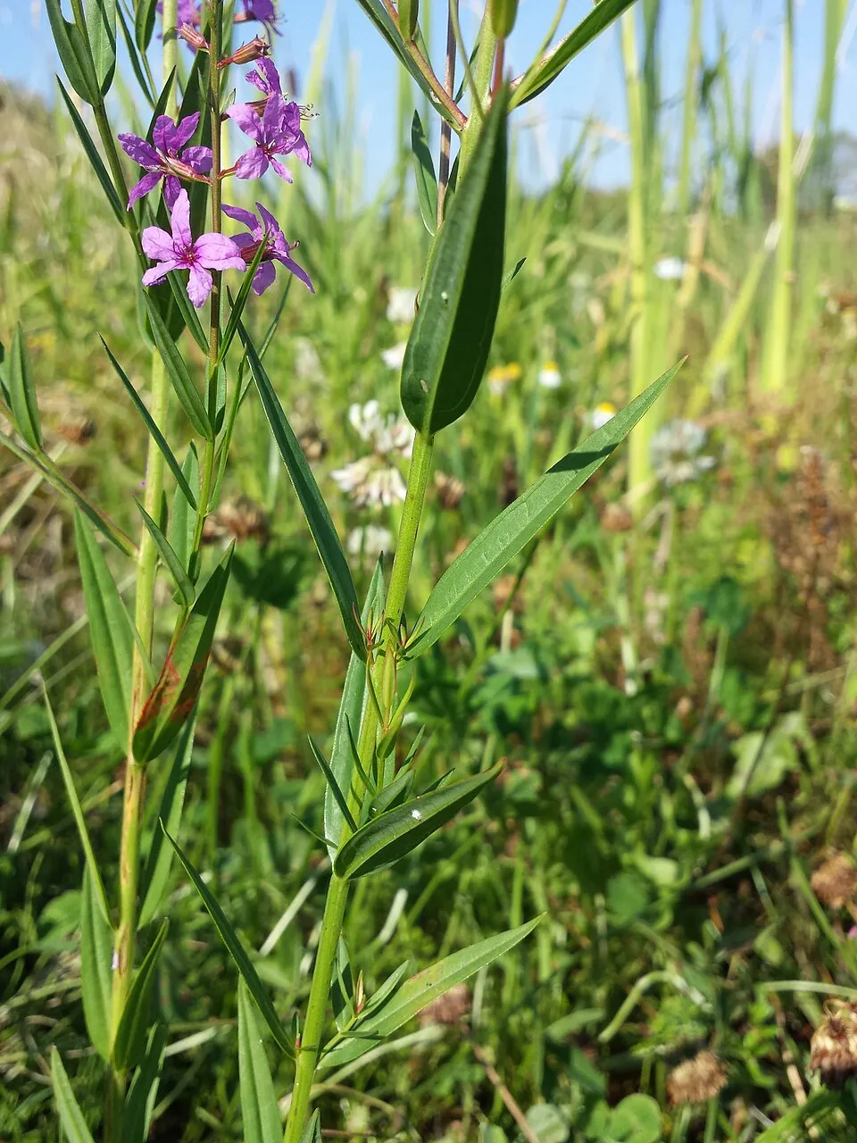 Vesszős füzény / Lythrum virgatum 'Dropmore Scarlet'