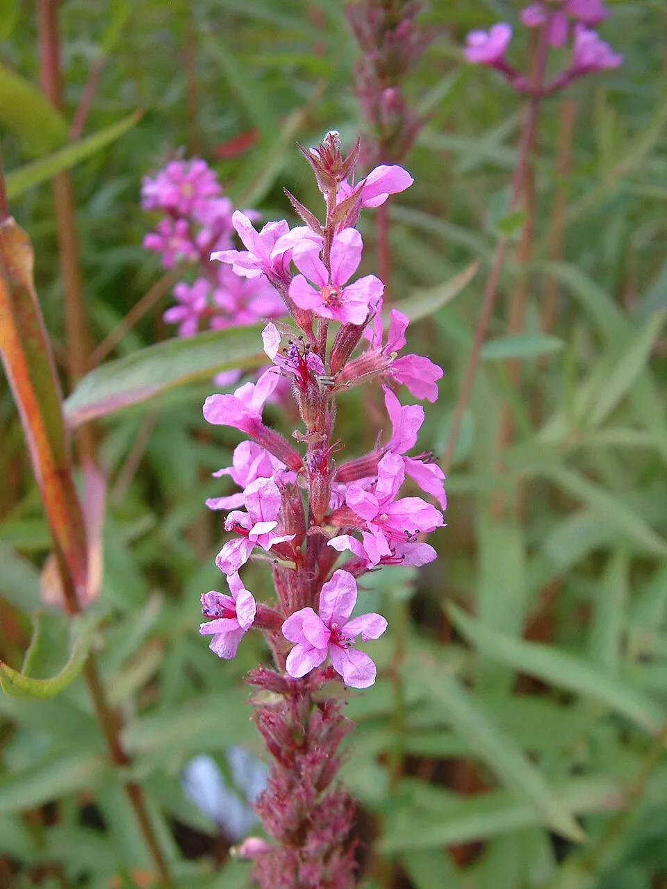 Vesszős füzény / Lythrum virgatum 'Dropmore Scarlet'