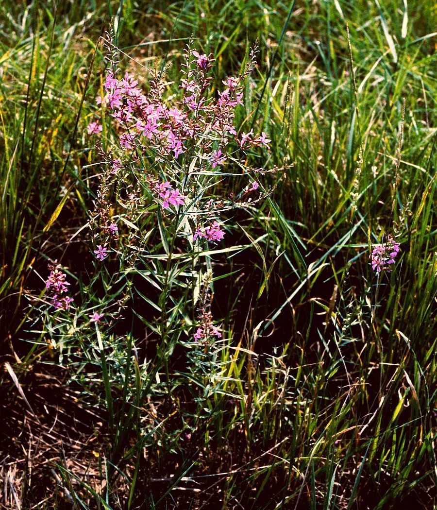 Vesszős füzény / Lythrum virgatum 'Dropmore Scarlet'