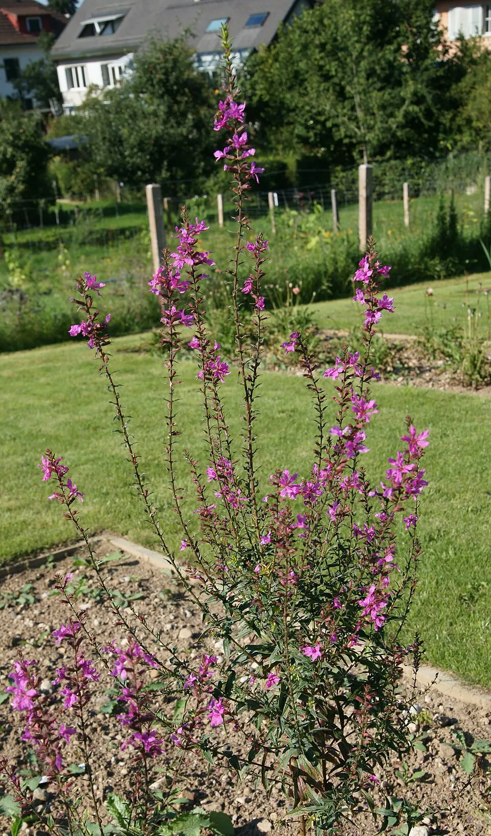 Vesszős füzény / Lythrum virgatum 'White Swirl'