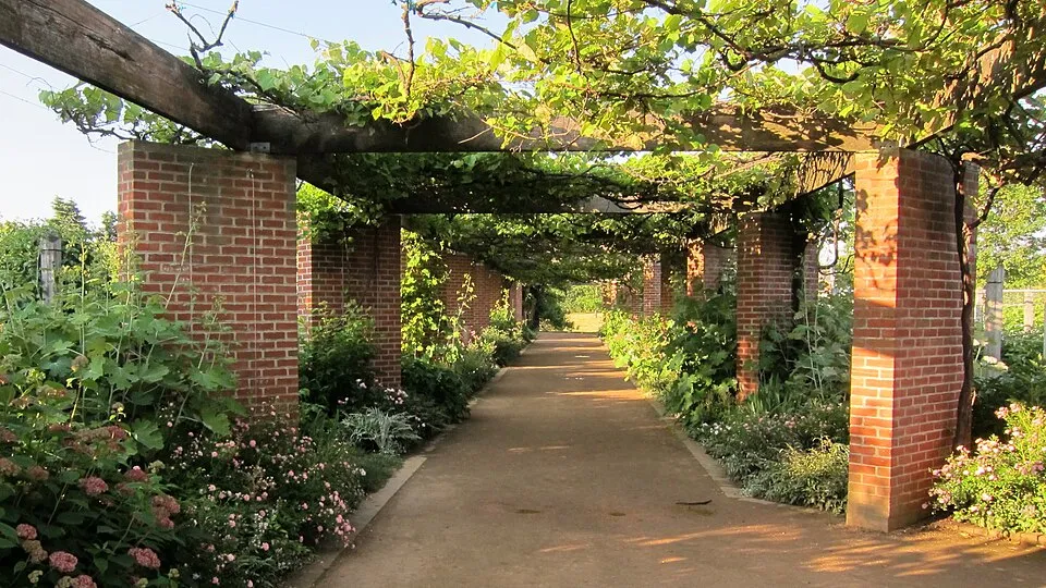 Kistermésű mákkóró / Macleaya microcarpa 'Kelway's Coral Plume'
