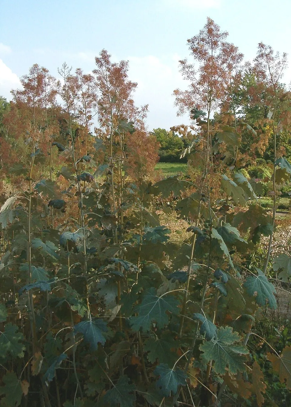 Kistermésű mákkóró / Macleaya microcarpa 'Kelway's Coral Plume'