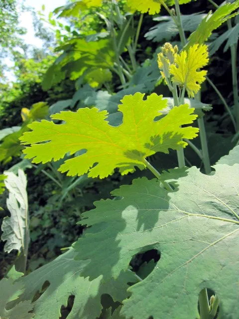 Kistermésű mákkóró / Macleaya microcarpa 'Kelway's Coral Plume'