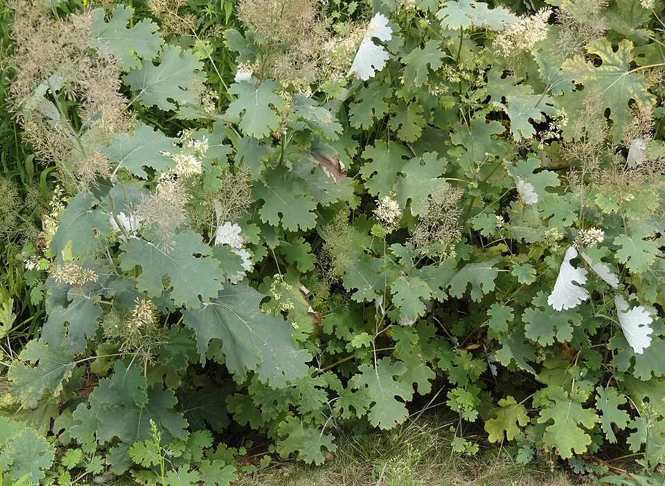 Kistermésű mákkóró / Macleaya microcarpa 'Kelway's Coral Plume'