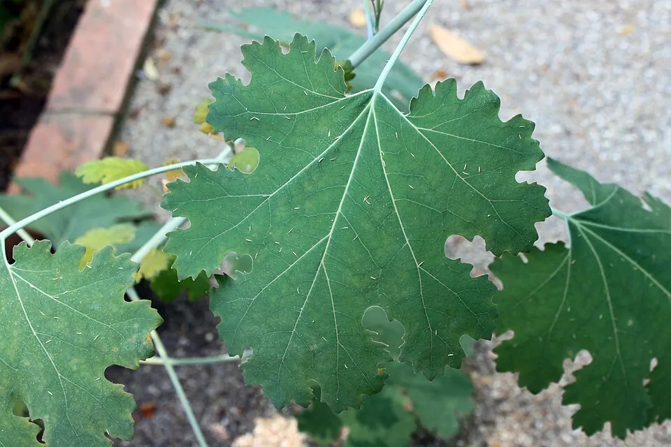 Kistermésű mákkóró / Macleaya microcarpa 'Kelway's Coral Plume'