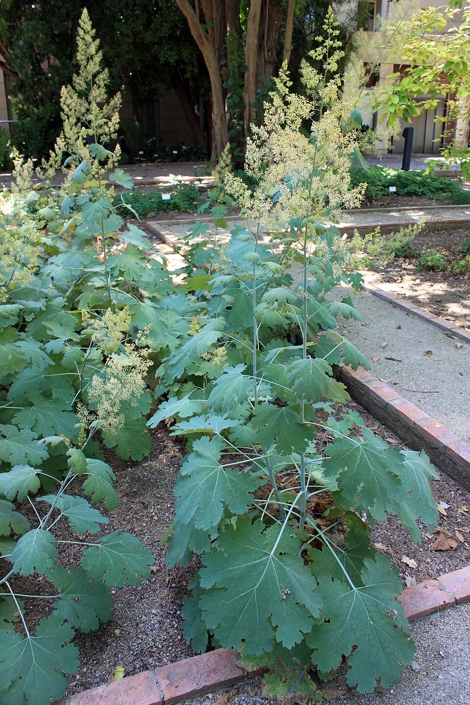 Kistermésű mákkóró / Macleaya microcarpa 'Kelway's Coral Plume'