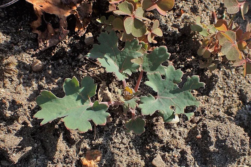 Kistermésű mákkóró / Macleaya microcarpa 'Kelway's Coral Plume'