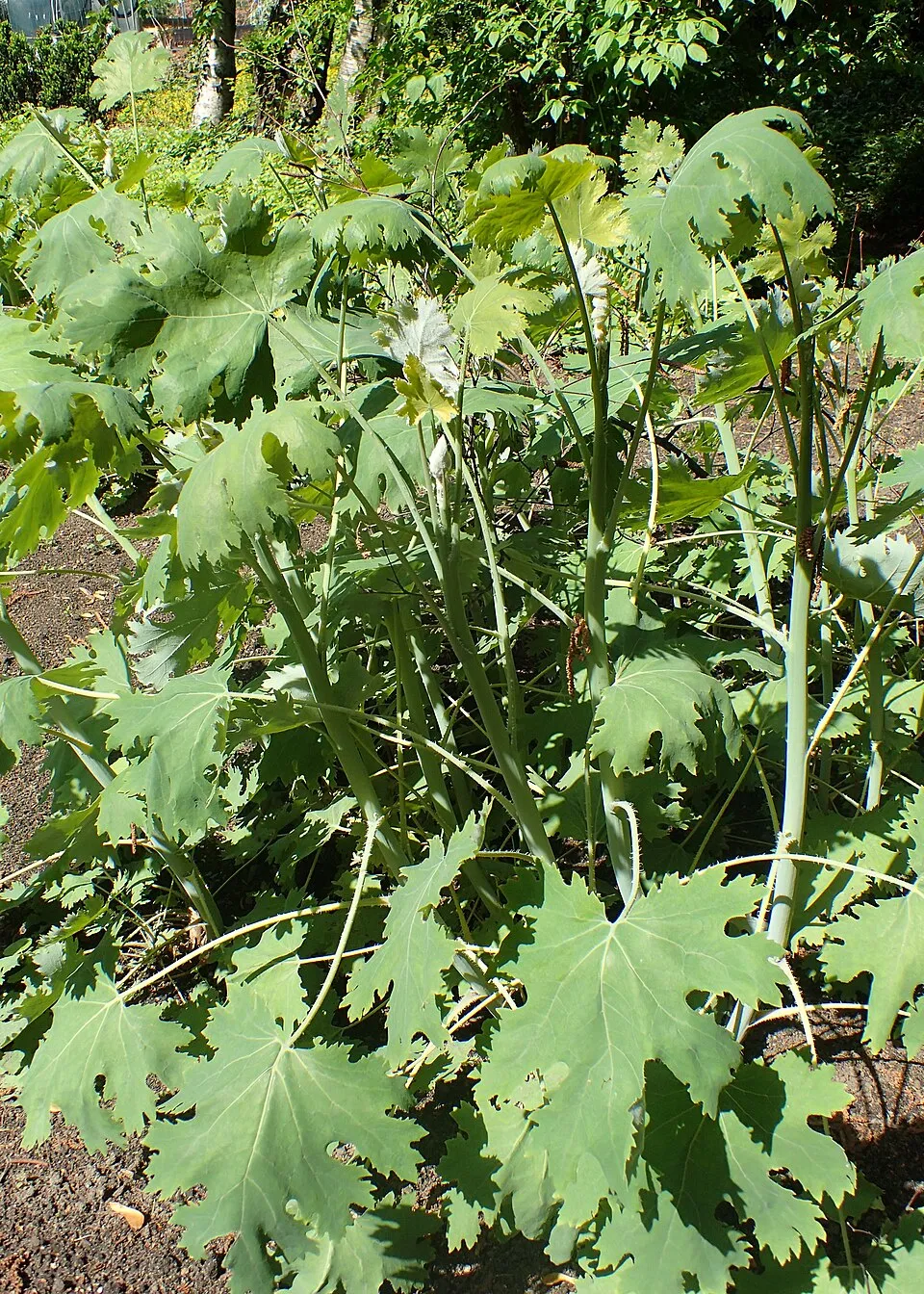 Kistermésű mákkóró / Macleaya microcarpa 'Kelway's Coral Plume'