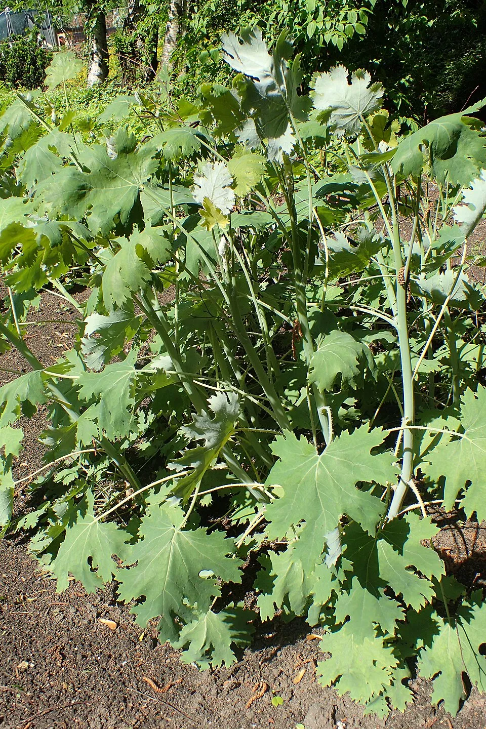 Kistermésű mákkóró / Macleaya microcarpa 'Kelway's Coral Plume'