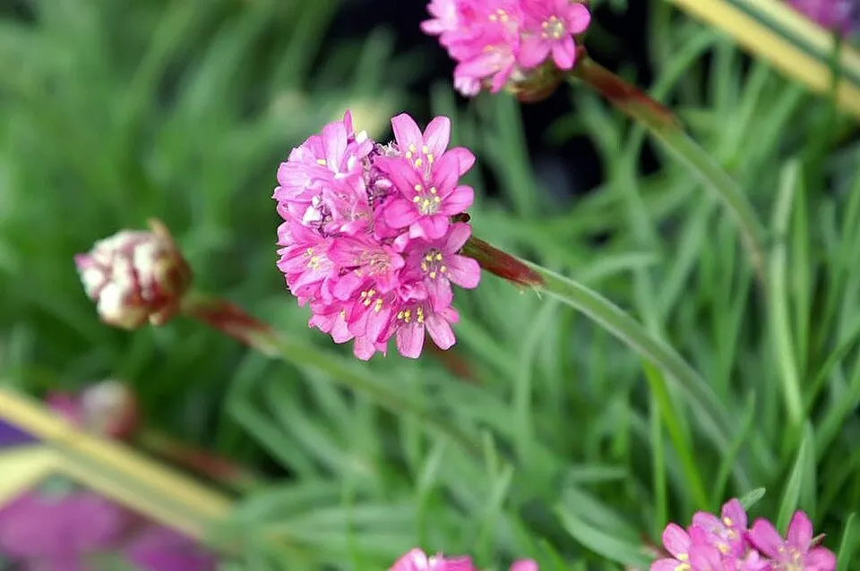 Tengerparti pázsitszegfű / Armeria maritima 'Düsseldorfer Stolz'