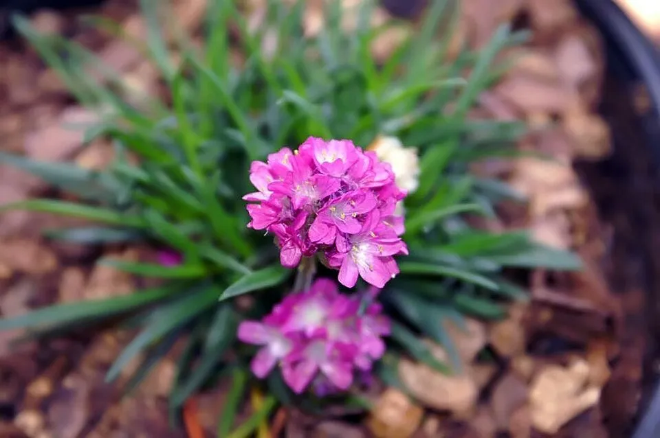 Tengerparti pázsitszegfű / Armeria maritima 'Düsseldorfer Stolz'