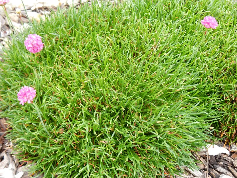 Tengerparti pázsitszegfű / Armeria maritima 'Düsseldorfer Stolz'
