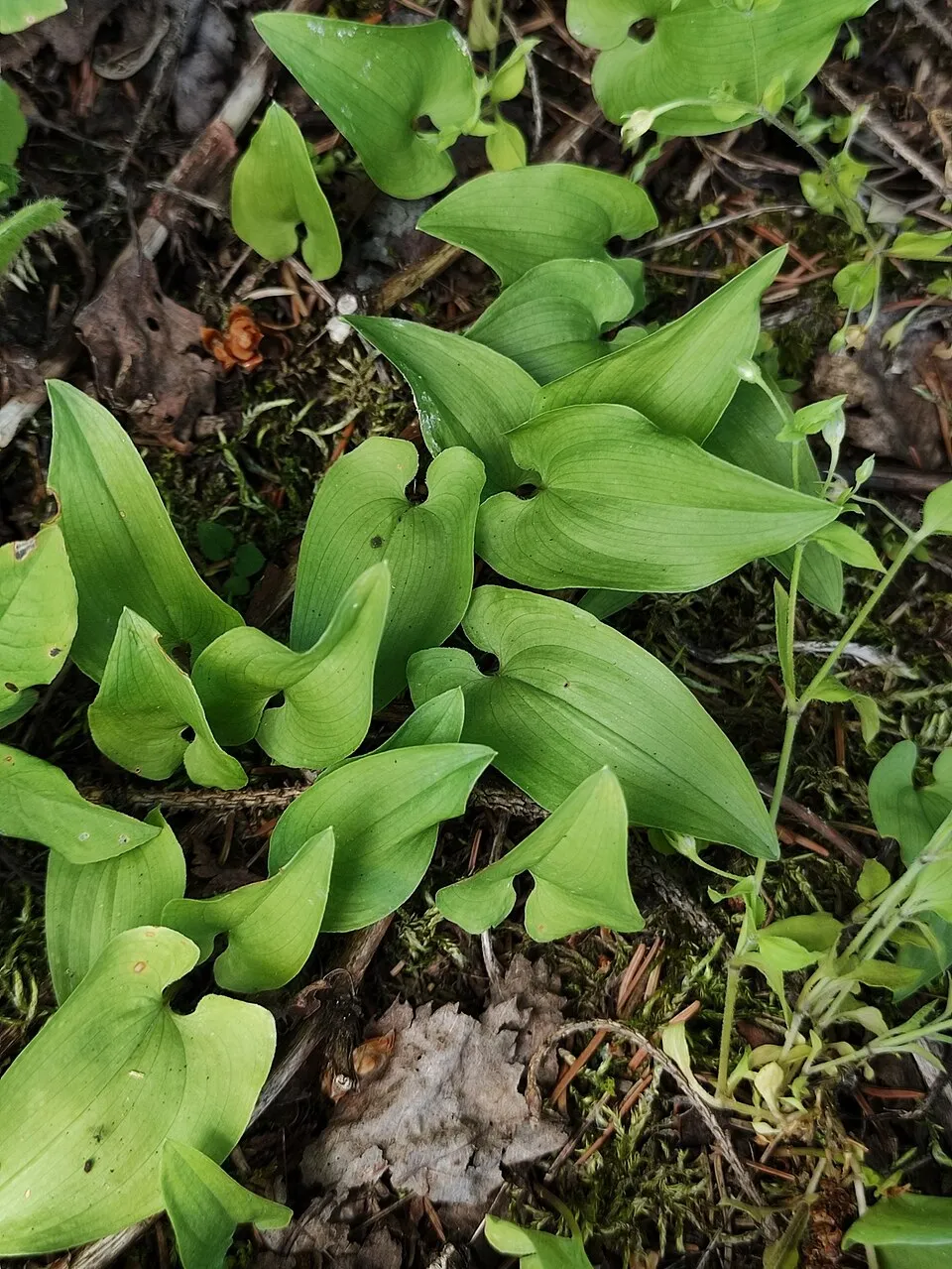 Kétlevelű árnyékvirág / Maianthemum bifolium