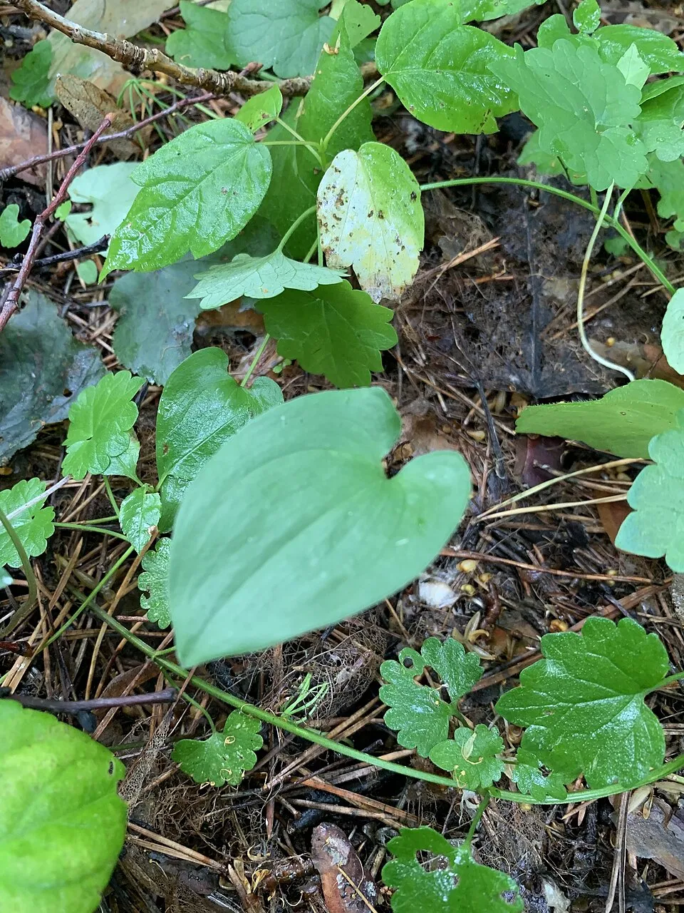 Kétlevelű árnyékvirág / Maianthemum bifolium