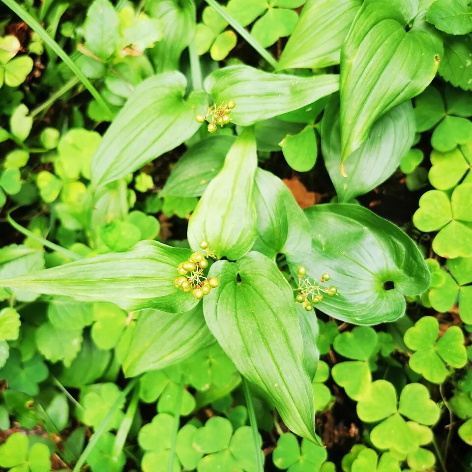 Kétlevelű árnyékvirág / Maianthemum bifolium