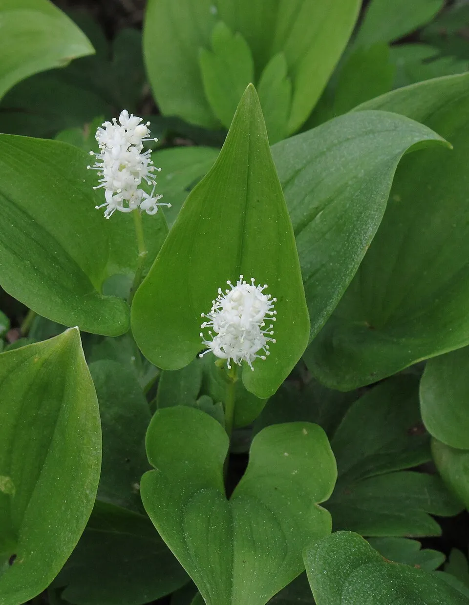 Kétlevelű árnyékvirág / Maianthemum bifolium